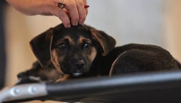  Lei define guarda compartilhada de pets; veja detalhes 